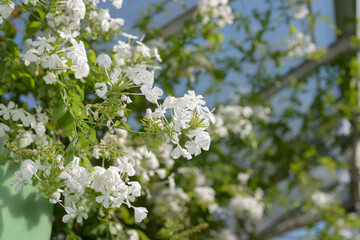 Plumbago auriculata, the Cape leadwort (?) in bloom at the conservatory