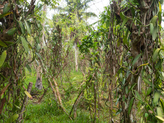 Plantation of Flat-leaved Vanilla (Vanilla planifolia) plants on a rainy day in the L'Union Estate park, La Digue island, Seychelles