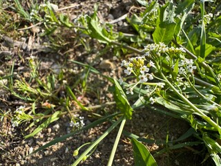 White spring flowers of Nasturtium officinale. Watercress or yellowcress (Nasturtium officinale) is a species of aquatic flowering plant in the cabbage family, Brassicaceae.