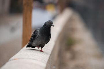 Pigeon perched on stone ledge near urban pathway