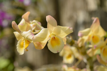 close-up of a yellow orchid (Dendrobium variety) in bloom at the conservatory