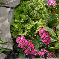 top down view of deep pink Kalanchoe flowers, pink stocks, and ferns in a garden