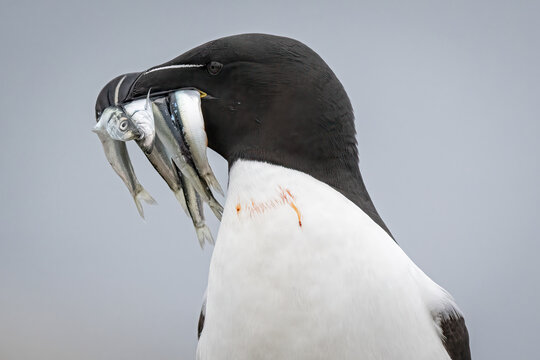 A razorbill (Alca torda) with a mouthfull of sardines, Machias Seal Island, New Brunswick, Canada