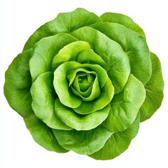 Obraz premium Fresh and crisp head of lettuce, perfect for salads and healthy meals. Its vibrant green leaves add a burst of color to any dish.