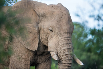 A close up portrait of an African elephant