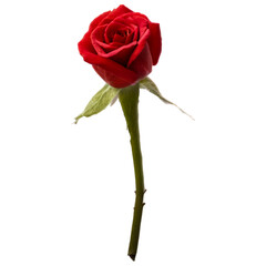 PNG red rose, red rose, rose on transparent background