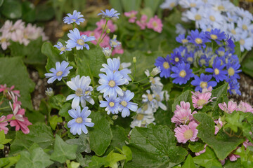 pastel colored Pericallis &times; hybrida (cineraria) flowers (somewhat past their prime) in a garden bed at the conservatory