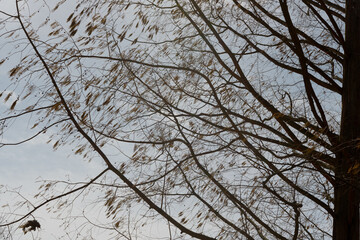 Obraz premium Dawn Redwood (Metasequoia glyptostroboides) with catkins in early spring on a blue sky