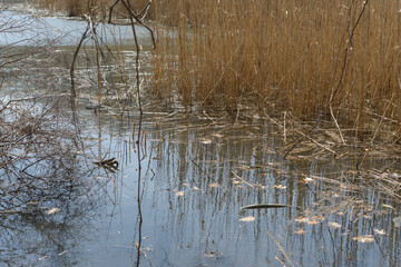 pond water with reflection and old dried reeds