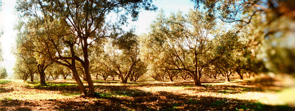 Panoramic view of rees in field, Moulay Idriss, Morocco.