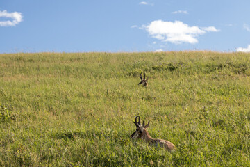 Pronghorn in the meadow
