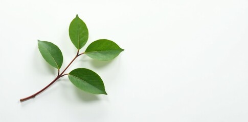 Fototapeta premium Single branch with a few leaves on white background, minimalist, space, foliage