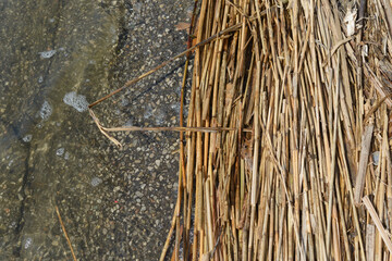 pond water asphalt and damp reed stems on the ground
