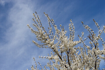 Bright cherry blossoms against a clear blue sky in springtime	