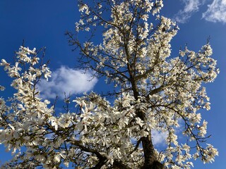 blooming cherry tree in the spring