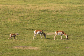 Pronghorn in the meadow
