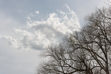 cloud formations on a gray sky background with trees