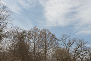 cloud formations on a light blue sky background with trees