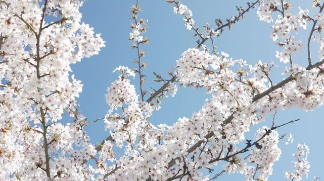 Up close of blooming cherry blossoms in Kew Gardens. All blossoms are illuminated by sun in the video, highlighting their beauty. Slow motion.