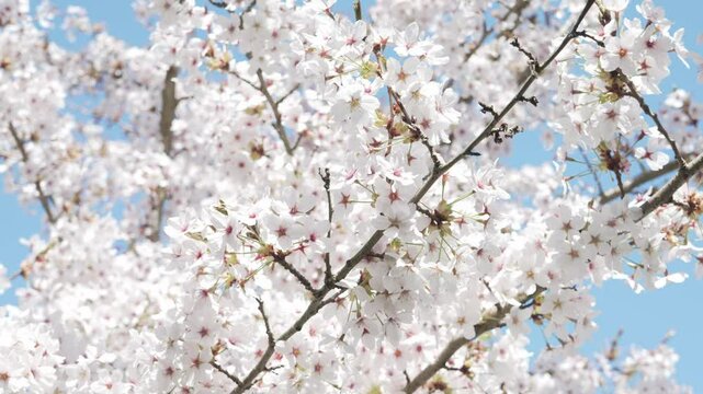 Up close of a singular branch of blooming cherry blossoms in Kew Gardens. All blossoms are illuminated by sun in the video, highlighting their beauty. Regular speed