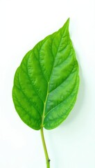 Obraz premium Single green leaf isolated on white background, texture, flower, nature
