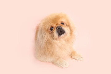 Cute fluffy dog on pink background