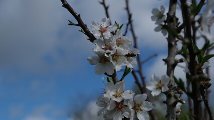 Bee on a white almond blossom in spring