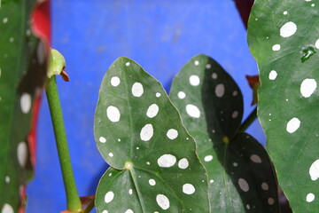Macro Shot of polka dot begonia Leaves Against a Vibrant Blue Background