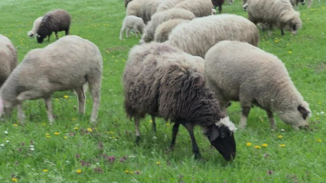 A herd of sheep sits and grazes on the grass on a sunny day. Dirty wool sheep in the foreground