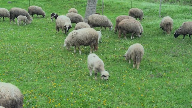 Flock of Sheep Grazing on Green Meadow Pasture Rural ountryside
