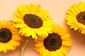 Obraz premium Beautiful sunflowers on orange background