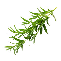 Fototapeta premium A Sprig of Tarragon with Long Aromatic Green Leaves Isolated on Transparent Background