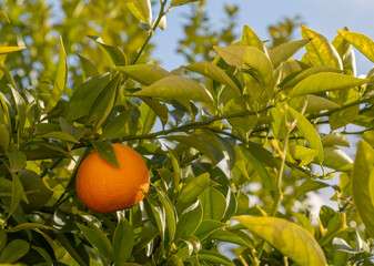 Detail of ripe oranges on the tree