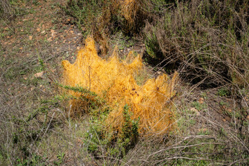 Close up of Chaparral dodder parasitic plant.