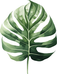 Single monstera leaf watercolor painting with natural splits and holes isolated on white background for botanical artwork