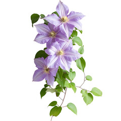 Purple Clematis Flower Climbing Up a Vine Isolated on Transparent Background