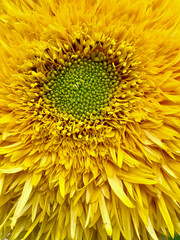 A Vibrant Sunflower CloseUp Revealing Its Intricate and Detailed Textures and Patterns