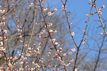 宗像市の鎮国寺の早咲きさくら