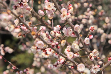宗像市の鎮国寺の早咲きさくら