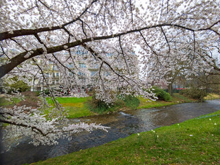Kirschblüte in der Lichtentaler Allee, Baden-Baden