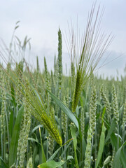 A Beautiful, Lush Green Wheat Field That is Fully Ready for Harvesting This Season