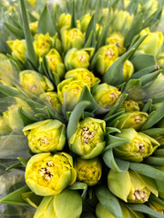 Vibrant Yellow Tulips A Fresh and Beautiful Floral Arrangement for Every Occasion