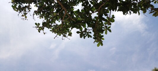 tree branches against blue sky