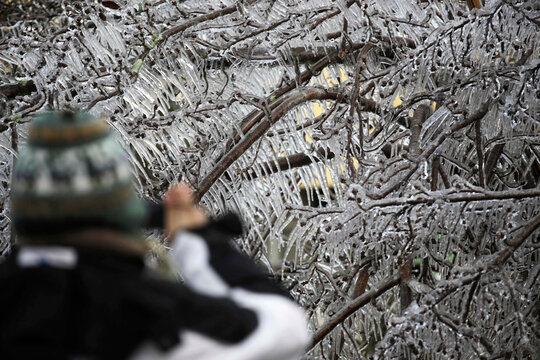 Tourist take pictures of icicles and ice stalactites on a tree during winter season in the city center of Sao Joaquim, SC state, Brazil.