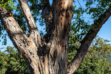 Obraz premium Detail and Texture on a Eucalyptus Tree Trunk.