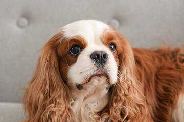 Adorable cavalier King Charles spaniel lying on sofa at home, closeup
