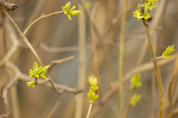 First spring green leaves on the trees. Nature awakening after winter with the first spring warm...
