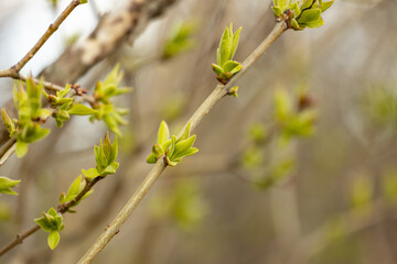 First spring green leaves on the trees. Nature awakening after winter with the first spring warm weather and sunshine. Trees starting to bloom in early spring with leaf and yellow flower