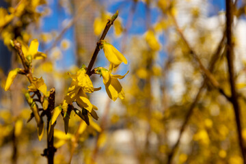 First spring green leaves on the trees. Nature awakening after winter with the first spring warm weather and sunshine. Trees starting to bloom in early spring with leaf and yellow flower