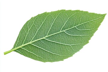 Obraz premium Close-up of a vibrant green leaf. Detailed venation pattern is clearly visible. Healthy, fresh foliage
